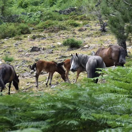Penedino Mountain Lodge