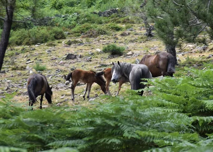 Penedino Mountain Lodge
